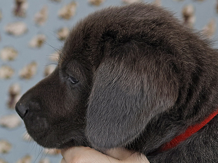 chinook puppy